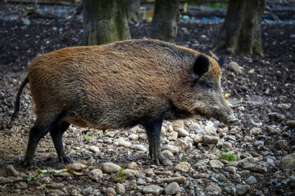 Wild boar caught strolling through Berlin shopping mall Wild boar caught strolling through Berlin shopping mall