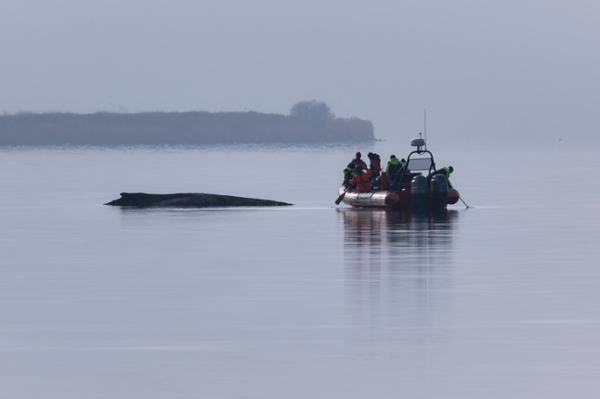 German scientists to test water quality as sick whale lies in Baltic German scientists to test water quality as sick whale lies in Baltic