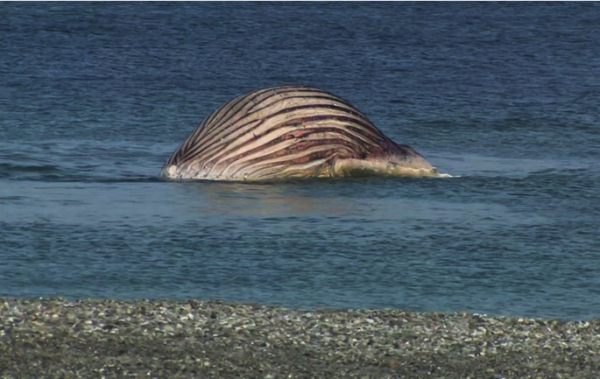Expert warns whale carcass in Denmark could explode at any moment Expert warns whale carcass in Denmark could explode at any moment