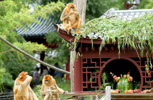 Golden monkey babies in Belgium named Zhenzhen, Xi Le Golden monkey babies in Belgium named Zhenzhen, Xi Le